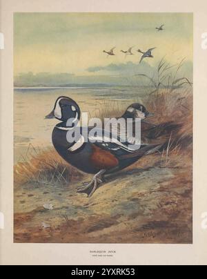 Britannico, immersioni, anatre, Londra, Longmans, Green and Co, 1913, Gran Bretagna, uccelli, anatre, opere pittoriche, Un'anatra harlequin maschile si erge in cima alla riva, mostrando il suo sorprendente piumaggio con colori e motivi audaci. Nelle vicinanze, un'anatra di harlequin, più soffusa nei toni, riposa con grazia. Sullo sfondo, un tranquillo paesaggio acquatico riflette le sfumature morbide del cielo, mentre un gruppo di anatre può essere visto volare in formazione sopra. La scena cattura la bellezza serena delle anatre nel loro habitat naturale, circondate da dolci erbe e acque calme, evocando un senso di convivenza pacifica Foto Stock