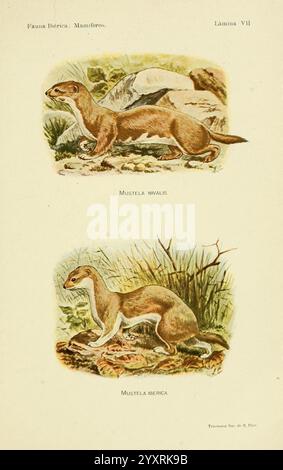 Fauna ibérica mamíferos Madrid Museo Nacional de Ciencias Naturales 1914 mammiferi Spagna Mustela nivalis Mustela iberica weasel, l'illustrazione mostra due specie distinte di donnola dalla fauna iberica. La sezione superiore presenta la Mustela nivalis, comunemente nota come la minore donnola, raffigurata in un ambiente naturale con uno sfondo testurizzato di rocce e vegetazione. Il suo corpo sottile e le gambe corte ne esaltano l'agilità, mentre l'affascinante espressione del viso aggiunge carattere. Di seguito, la Mustela putorius, o la puzzola europea, è illustrata in una posa dinamica tra il sottobosco, lo showcasin Foto Stock