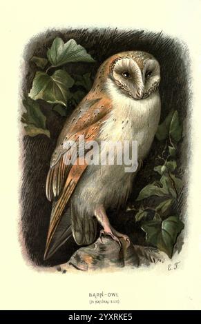 Uccelli selvatici familiari Londra, New York, Cassell, 1883, uccelli, dizionari, opere pittoriche, gufo, Tyto alba, Elizabeth Turk, donne nella scienza, ornitologia, terra di Walter Ways, gufo di fienile, HS AFB, HS AIG, Elizabeth Turk, Un fienile splendidamente illustrato arroccato su una roccia coperta di muschio, circondato da lussureggianti foglie verdi. Il gufo presenta un caratteristico volto a forma di cuore, con piume pallide accentuate da calde tonalità marroni e tawny. I suoi grandi occhi rotondi gli conferiscono un aspetto saggio e vigile. I dettagli intricati del suo piumaggio e dell'edera circostante creano un'atmosfera ricca e naturale, che enfatizza la e Foto Stock