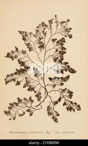 Sea Mosses, Boston, B. Whidden, 1893, alghe, Stati Uniti, Rhodomelaceae, confervoides, l'illustrazione presenta una rappresentazione intricatamente dettagliata dell'alga marina Rhodomela surfusca, in particolare la varietà gracilis. L'organismo presenta una morfologia delicata e ramificata con strutture fini e simili a fronde che si diffondono elegantemente verso l'esterno. Ogni segmento mostra una superficie testurizzata, suggerendo un livello di complessità nella sua anatomia. Sotto la raffigurazione è inciso il nome scientifico, che evidenzia la classificazione botanica di questa specie unica. Questa opera d'arte cattura la bellezza e. Foto Stock