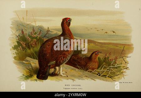 Figure colorate degli uccelli delle Isole britanniche, emesse da Lord Lilford. Londra, R. H. Porter, 1885-1897, Red Grouse, tassonomia: Trinomial = lagopus lagopus scotica, Birds, Great Britain, opere pittoriche, museo di zoologia comparata, lagopus scoticus, Red Grouse, Archibald Thorburn, ornitologia, sono raffigurati due galli rossi che riposano in un ambiente naturale, mostrando il loro ricco piumaggio marrone-rossastro con intricati motivi di piume. Gli uccelli sono collocati in un ambiente sereno, con sfumature morbide del paesaggio visibili sullo sfondo, che suggeriscono un'atmosfera mattutina o crepuscolare Foto Stock