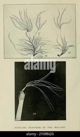 Proceedings of the Zoological Society of London, London, Academic Press, 1833-1965. Dierkunde, periodici, Zoologia., la sezione superiore mostra intricate illustrazioni di piante acquatiche, mostrando forme delicate e vespe che esemplificano la loro naturale eleganza e resilienza in acqua. Ogni filamento appare meticolosamente dettagliato, suggerendo l'importanza ecologica di queste specie nei loro habitat. Foto Stock