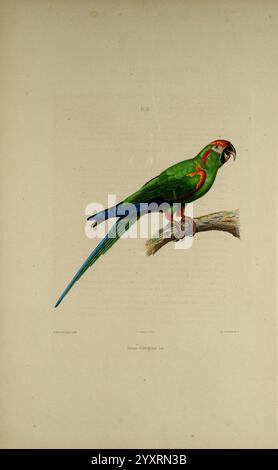 Iconographie des perroquets, Parigi, P. Bertrand, 1857, uccello, uccelli, pappagalli, pappagalli, opere pittoriche, opere popolari, Ara rubrogenys, Macaw con la facciata rossa, Un vivace pappagallo verde appollaiato su un ramo, che mostra una combinazione sorprendente di colori. Le sue piume mostrano sfumature di verde brillante con spruzzi di rosso sulla fronte e vicino agli occhi. La coda è lunga e presenta un blu brillante. Il becco dell'uccello è prominente, con la mandibola superiore particolarmente grande e curva, che mostra una colorazione nera profonda. L'ambientazione suggerisce un habitat naturale, sottolineando il ruolo del pappagallo come S prominente Foto Stock