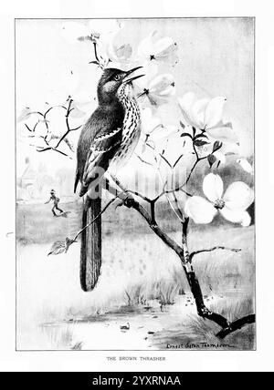 Ritratti di uccelli, Boston, Ginn & Company, 1901, uccelli, Toxostoma Rufum, Brown thrasher, Un'illustrazione splendidamente resa di un Brown Thrasher arroccato su un ramo adornato da delicati fiori di pino. L'uccello è raffigurato con dettagli intricati, mostrando i suoi segni distintivi e la coda allungata. Sullo sfondo, una figura debole di una persona può essere vista camminare, aggiungendo un tocco di vita al sereno ambiente naturale. L'armoniosa miscela di flora e fauna mette in risalto la bellezza dell'ambiente, mentre l'elegante semplicità della composizione richiama l'attenzione sul thrasher come il po focale Foto Stock