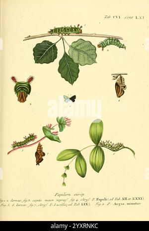 Die Schmetterlinge in Abbildungen nach der Natur, v.1 plates, Leipzig, T.O. Weigel, 1829-1839, farfalle, Europa, lepidotteri, opere pittoriche, Un'illustrazione scientifica dettagliata che mostra il ciclo di vita di una farfalla, in particolare del genere Papilio. La composizione comprende varie fasi Foto Stock