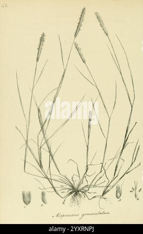 Specie Graminum, Petropoli, Impensis Academiae Imperialis Scientiarum, 1828-1836, Gramineae, opere pittoriche, erbe, questa illustrazione presenta uno studio dettagliato di *Alopecurus geniculatus*, comunemente noto come coda di volpe d'acqua. La pianta è raffigurata con lunghi e sottili steli che si arcano con grazia, mostrando il suo caratteristico andamento di crescita. L'immagine include le radici, che indicano la sua struttura di base, e diverse foglie posizionate alla base. Ad accompagnare la figura principale vi sono schizzi più piccoli delle foglie e dell'infiorescenza della pianta, che forniscono una visione completa della sua anatomia. La c. Complessiva Foto Stock