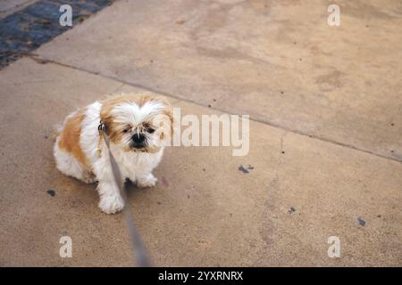 Un piccolo cane bianco e marrone Shih Tzu è seduto sul marciapiede. Il cane sta indossando un guinzaglio e sta guardando qualcosa. Concetto di animali domestici. Foto Stock