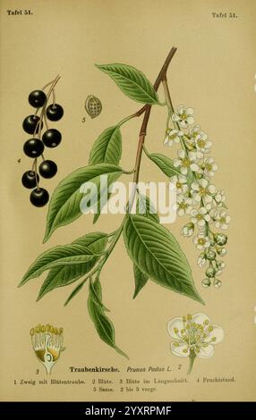 Die Giftpflanzen Deutschlands, Braunschweig, F. Vieweg, 1910, Germania, piante velenose, l'illustrazione presenta uno studio botanico del Prunus Padus, comunemente noto come ciliegio degli uccelli. Mostra un ramo con ammassi di delicati fiori bianchi, identificati da etichette numerate. Accanto ai fiori, sono raffigurati dei frutti neri, che sottolineano l'aspetto fruttato della pianta. I numeri aggiuntivi indicano varie parti della pianta: La struttura delle foglie, la disposizione dei fiori e i semi. La rappresentazione dettagliata mostra gli elementi botanici con precisione, rendendola un utile riferimento per ide Foto Stock