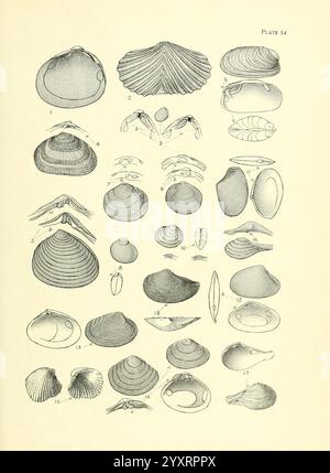 Manual of the New Zealand Mollusca, Wellington, N. Z, J. Mackay, govt. Stampante, 1913-1915, nuova Zelanda, molluschi, Corneocyclas novaezelandiae, Leptomya lintea, Ledafastidiosa, Myllitas towei, Rochefortia donaciformis, Sphaerium novaezelandiae, Tellina charlottae, Tellina huttoni, Verticordia setosa, Cuspidaria trailii, specie della nuova Zelanda, Lasaea neozelanica, Pachykellya edwardsi, Cyamium oblongum, Cuspidaria fairchildi, Corneocyclas hodgkini, Tellina urinatoria, Rochefortia reniformis, Una raccolta di vari esemplari di conchiglie, meticolosamente illustrati per l'identificazione e lo studio. L'accordo mostra Foto Stock