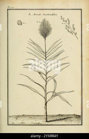 Les figures des plantes et animaux d'usage en medecine, Parigi, Desprez, 1764-1765, materia medica, opere pittoriche, Un'illustrazione botanica che mostra la pianta Arundo saccharifera, comunemente nota come canna da zucchero. La messa a fuoco centrale è un gambo alto e sottile con foglie lunghe e strette che si estendono da entrambi i lati. Lo stelo sostiene pennacchi piumati nella sua parte superiore, indicativo della sua fase di fioritura. Oltre alla pianta principale, sopra sono posizionate due illustrazioni più piccole: Una raffigura una singola foglia e l'altra mostra un ammasso di piccoli fiori o semi, fornendo contesto e dettagli alla specie. Foto Stock