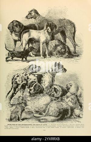 Brehm's Life of Animals, volume 1, Mammalia Chicago, Marquis, 1895. Cane, mammiferi, cane domestico, comportamento degli animali Canis lupus familiaris, un'illustrazione che mostra una varietà di razze di cani esposte all'esposizione Internazionale di Cleve. La sezione superiore mostra un gruppo di cani, tra cui una grande razza mercantile e varietà più piccole ed eleganti. Razze importanti come un levriero e un terrier sono visibili, evidenziando le loro forme e dimensioni distinte. La sezione inferiore presenta un'altra gamma diversificata, con cani macchiati, soffici ed elegantemente avvelenati. Ogni cane è raffigurato con meticoloso d Foto Stock