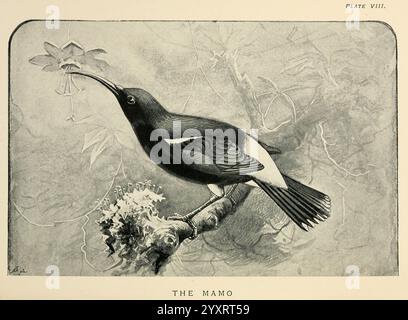 Lost and Vanishing Birds, Londra, J. Macqueen, 1898, Inghilterra, uccelli, animali, finch, estinto, mamo, Fringillidae, animali estinti, animali estinti, True finch, uccelli estinti, crepuscolo hawaiano, Drepanis pacifica, Hawaii mamo, Hawaii'i mamo, 598208, uccelli rari, Hemignathini, Un'illustrazione dettagliata dell'uccello "mano", che mostra le sue caratteristiche intricate e la sua posizione graziosa mentre si libra delicatamente vicino a un fiore. Il corpo sottile dell'uccello è principalmente scuro con accenti bianchi contrastanti sulle ali e sulla coda, sottolineandone l'eleganza. La scena cattura l'essenza del suo habitat naturale, con specialità gastronomiche Foto Stock