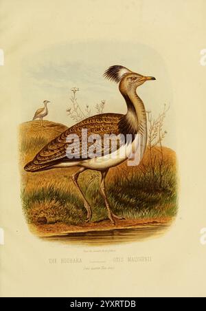 Il libro degli uccelli di Cassell, Petter and Galpin, [1875?], Birds, chlamydotis macqueenii, l'otarda di macqueen, chlamydotis undulata, houbara, houbara indiano. l'illustrazione mostra un'otarda di Houbarah, scientificamente conosciuta come Otis maquette. Questo straordinario uccello presenta un caratteristico piumaggio caratterizzato da intricati motivi di marrone, nero e bianco. Si adatta elegantemente alle gambe lunghe, con un collo sottile e uno stemma prominente che si aggiunge al suo aspetto regale. Intorno all'uccello c'è un ambiente naturale, con sentori di vegetazione che ne evidenziano l'habitat. Questa specie è nota per la sua Foto Stock