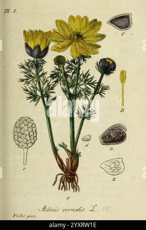 Deutschlands flora in abbildungen nach der natur Nurnberg Gedruckt auf kosten des verfassers 1798-[1862] botanica tedesca Adonis vernalis, Un'illustrazione botanica di *Adonis vernalis*, comunemente noto come Spring adonis o occhio di fagiano. L'immagine presenta un'elegante rappresentazione della pianta fiorita, che mostra i suoi vibranti fiori gialli circondati da un fogliame verde simile a una piuma. Accanto alla pianta sono presentati disegni dettagliati di vari elementi botanici, comprese diverse parti del fiore, come l'ovaio e i semi, identificate con lettere di riferimento. La struttura principale Foto Stock