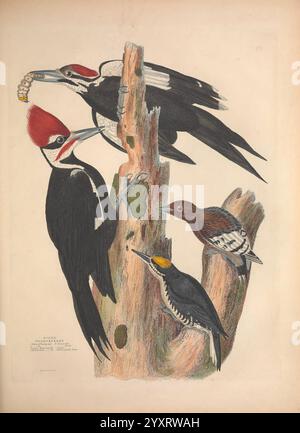Illustrazioni dell'American Ornithology of Alexander Wilson and Charles Lucien Bonaparte Edinburgh Frazer & Co. 1835 Birds United States North America Pictorial Works, l'illustrazione presenta una collezione di specie di picchi esposti su un tronco di albero testurizzato. Nella parte superiore sono raffigurati due picchi distinti, uno con un'impressionante cresta rossa e un becco prominente, attivamente impegnato nel picchiettare sul legno. Sotto di loro, è appollaiato un altro picchio, che mostra intricati motivi di piume e una colorazione più soffusa, mentre un picchio più piccolo in basso evidenzia un aspetto contrastante, Foto Stock