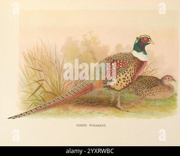 Una monografia dei fagiani, Londra, Inghilterra, pubblicata sotto gli auspici della New York Zoological Society di Witherby & Co, 1918-1922, pheasants, phasianus colchicus, phasianus, colchicus, hagenbecki, kobdo, fagiano, fagiano kobdo, l'illustrazione presenta una scena splendidamente resa di un fagiano koodo maschio e femmina. Il maschio, prominente in primo piano, presenta un piumaggio vibrante con sorprendenti motivi di verde, oro e rossi profondi, evidenziati dalla sua caratteristica testa iridescente. Le sue lunghe ed eleganti piume della coda si estendono con grazia dietro di essa, aggiungendo al suo aspetto maestoso. Il Foto Stock