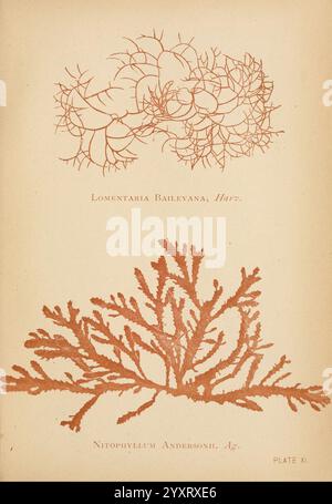 Sea Mosses, Boston, B. Whidden, 1893, Stati Uniti, alghe, Lomentaria baileyana, Nitophyllum, l'illustrazione presenta due tipi distinti di alghe marine, evidenziandone forme e strutture intricate. La sezione superiore presenta *Lomentaria baileyana*, caratterizzata da delicati motivi ramificati che creano un aspetto pizzo. Sotto di esso, *Nitophyllum andersonii* è raffigurato con una disposizione più boschiva e densa delle fronde, che mostra una trama ricca e complessa. Entrambi gli esemplari dimostrano la diversità e la bellezza della vita algale, sottolineando il loro significato ecologico in mare Foto Stock