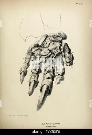 Descrizione dello scheletro di un gigantesco Sloth estinto, Mylodon robustus, Owen, con osservazioni sui quadrupedi megalaterioidi in generale, Londra, 1842. L'illustrazione raffigura uno studio anatomico dettagliato di un avampiede sinistro, che mostra la struttura unica di ossa e articolazioni. Ogni elemento è meticolosamente etichettato, evidenziando l'intricato design delle falangi e dei metatarsi. Questo studio serve come esame scientifico dell'appendice, concentrandosi sulla sua morfologia e funzionalità, essenziale per comprendere la biomeccanica della locomozione. Il disegno enfatizza le trame e cont Foto Stock