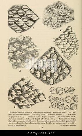 Shadows in the Sea Philadelphia Chilton Books 1963 Shark, Woodshole, tigre squalo, tigre squalo sabbia, squalo elefante, Chondrichthyes, squalo arenario, squalo trebbiante, Carcharias taurus, Carcharhinus plumbeus, gattucci lisci, Cetorhinus maximus, dusky Smooth hound, Alopias vulpinus, Galeocerdo cuvier, trebbiatore comune, squalo gatto boa, Scyliorhinus boa, mustelus canis, l'illustrazione mostra vari denticoli di sette diverse specie di squali, ciascuno classificato per le sue forme e consistenze uniche. La prima fila presenta i denticli di uno squalo Tigre, uno squalo Basking, uno squalo Thresher e uno squalo Brown Foto Stock