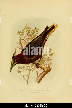 Il libro degli uccelli di Cassell, Petter and Galpin, [1875?], Birds, Cassicus, questa illustrazione raffigura il Wagler's Cassique, un uccello suggestivo caratterizzato dal suo profondo e ricco piumaggio che passa da marrone scuro a accenti gialli luminosi sulla coda. È arroccato su un ramo circondato da un delicato fogliame, che mostra la sua lunga coda e il caratteristico becco verde. L'elegante postura dell'uccello cattura la sua vibrante personalità, sottolineando i dettagli intricati delle sue piume e l'ambiente naturale in cui risiede. La rappresentazione artistica evidenzia la bellezza e l'unicità di questo av Foto Stock