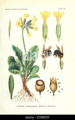 Lehrbuch der Botanik, Leipzig quelle & Meyer 1911 tassonomia botanica:kingdom= tassonomia Plantae:phylum= Tracheophyta tassonomia:class= Magnoliopsida Ericales tassonomia:Family= Primulaceae Primula veris echte Schlüsselblume Wiesenprimel Dərmannovruzgülü Першацветвеснавы Cucut Primavera Prvosenka jarní Briallen Fair Hulkravet Kodriver Harilik kropačk Kukówcz ęrąkawice Gaiļbiksīte Pavasarinė raktažolė Marianøkleblom Первоцвет весенний Kevätesikko Foto Stock