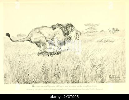 African Game Trails, 1910, Africa East, Descrizione e viaggi, caccia, Uganda, Panthera leo, Lion, Philip R. Goodwin artista, Un leone maestoso si trova in un ambiente sereno, circondato da alte erbe che oscillano dolcemente nella brezza. Il potente corpo del leone è pronto e vigile, mentre la sua criniera incornicia graziosamente il volto. Sullo sfondo, il paesaggio suggerisce una vasta savana, punteggiata da deboli contorni di alberi e fauna selvatica, che evocano un senso della bellezza selvaggia e selvaggia della natura. La scena cattura sia la forza che la tranquillità di questa iconica creatura, enfatizzando il suo ruolo di abitante regale Foto Stock