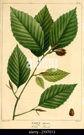 Histoire des arbres forestiers de l'Amérique septentrionale, Parigi, L. Haussmann, 1812-13, Nord America, Trees, Fagus grandifolia, Botany, Francois André Michaux, Leaf, Pierre-Joseph Redouté, American Beech, Taxonomy: trinomial = Fagus grandifolia grandifolia, White Beech, Fagus sylvatica., Un'illustrazione botanica che mostra il Fagus sylvatica, comunemente noto come faggio europeo. L'opera d'arte presenta raffigurazioni dettagliate delle lussureggianti foglie verdi dell'albero, caratterizzate dai loro bordi lisci e punte appuntite. Accanto alle foglie viene mostrato un faggio, che illustra la riproduzione della pianta Foto Stock