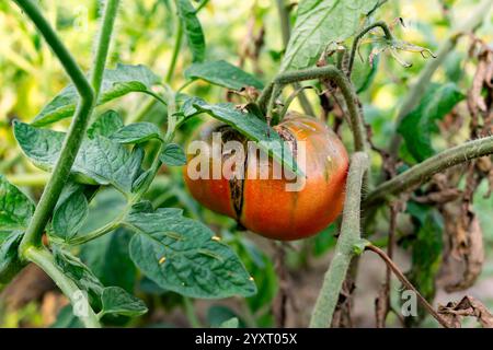 Un pomodoro maturo mostra segni di crepe mentre è appeso alla sua vite verde. Questa scena cattura l'essenza di un giardino estivo, evidenziando la crescita di Foto Stock