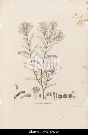 Voyage Autour du monde Parigi, Chez Pillet AiÌ neÌ, 1824? 1844., Un'illustrazione botanica con una dettagliata raffigurazione di una pianta in fiore del genere ''Leimonia''. L'illustrazione mostra gli steli sottili della pianta adornati con foglie allungate, insieme a un gruppo di fiori nella parte superiore. Sotto la pianta principale, sono illustrati vari componenti, tra cui semi, strutture floreali, e possibilmente diverse fasi di sviluppo della pianta, evidenziando i dettagli intricati della sua anatomia. La presentazione generale sottolinea la bellezza naturale e la complessità di questa specie. Foto Stock