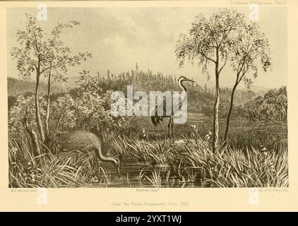 Ootheca Wolleyana London venduta da R. H. Porter, 1864-1907. Birds Crane Gruscinerea, Un tranquillo paesaggio caratterizzato da due eleganti gru in piedi graziosamente in un tranquillo ambiente paludoso. La prima gru, con il suo lungo collo esteso, sembra osservare l'ambiente circostante, mentre la seconda gru è leggermente più bassa, sembra foraggiarsi tra le erbe lussureggianti. Intorno a loro ci sono canne alte e alberi sottili, creando una cornice naturale che enfatizza la tranquillità della scena. Sullo sfondo sorge una fitta foresta che suggerisce la ricchezza dell'ecosistema. La composizione complessiva cattura la quantità Foto Stock