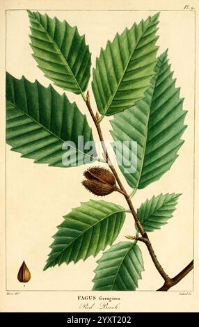 Histoire des arbres forestiers de l'Amérique septentrionale, Parigi, L. Haussmann, 1812-13 North America Trees Fagus grandifolia Fagus ferruginea faggio rosso faggio americano Botania Franc André Michaux Leaf Pancrace Bessa, Un'illustrazione botanica che presenta una dettagliata raffigurazione di un Fagus ferruginea, comunemente noto come faggio rosso. L'immagine mostra un ramo con una serie di foglie verdi vivaci caratterizzate dai loro bordi seghettati e dalle venature prominenti. Tra il fogliame si trova un frutto in via di sviluppo, che si trova all'interno di una buccia di spinosa, a indicare la sua crescita prima della maturazione. Accanto al Foto Stock