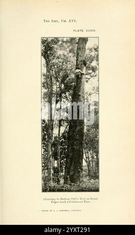 The, EMU, Melbourne, Royal Australasian Ornithologists Union, 1901, Australasia, Birds, Ornithology, periodici, Si vede Una persona salire abilmente su un albero torreggiante alla ricerca di un nido di gufo raucoso, che è annidato in alto tra i rami di un gigantesco albero di corteccia di carta. L'ambiente circostante e' lussureggiante con fogliame, che mostra la natura verdeggiante dell'habitat. La dedizione a raggiungere il nido mette in evidenza un collegamento con l'osservazione della fauna selvatica e lo spirito avventuroso di esplorare gli habitat naturali. Foto Stock