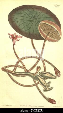 Rivista botanica di Curtis Londra, New York illustrazione botanica periodici botanici opere pittoriche piante ornamentali Curtis hydropeltis purpurea brasenia schreberi tassonomia: Family= Cabombaceae, Una rappresentazione splendidamente illustrata di una giglio d'acqua, che mostra le sue grandi foglie rotonde e i delicati fiori rosa che germogliano da steli sottili. I dettagli intricati evidenziano la superficie testurizzata delle foglie, mentre i fiori mostrano intricati petali disposti in un motivo grazioso. Sotto la superficie, una rappresentazione stravagante di una rana può essere vista annidata tra il fogliame, che si fonde perfettamente Foto Stock