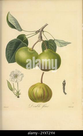 Pomologie francase, Parigi, Langlois et Leclercq, 1846. Arbres Fruitiers, guide sul campo, Francia, alberi da frutto, cultura della frutta, frutta, identificazione, piante, l'illustrazione mostra uno studio botanico di un ramo di frutta, che mostra tre mele verdi appese a un robusto stelo. Tra le mele, una è caratterizzata da strisce distintive, che aggiungono interesse visivo. Foglie verdi lussureggianti germogliano dal ramo, fornendo uno sfondo naturale ai frutti. Sotto le mele, un delicato fiore bianco con dettagli sottili cattura l'essenza della primavera, mentre un piccolo bruco è raffigurato a destra, suggerendo un Co Foto Stock