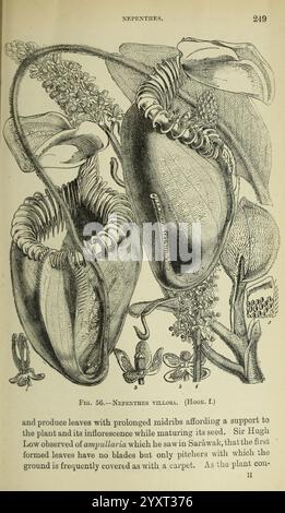 Journal of the Royal Horticultural Society of London London London stampato per la Royal Horticultural Society da Spottiswoode & Co. Botanica cultura della frutta giardinaggio orticoltura periodici società ecc tuinbouw tuinen tuinieren, un'illustrazione di Nepenthes villosa, un'affascinante pianta carnivora, che mostra le sue uniche foglie a forma di carnevale. La descrizione dettagliata evidenzia l'adattamento dell'impianto per catturare le prede, con strutture tubolari allungate progettate per intrappolare gli insetti. In particolare, l'immagine include annotazioni che descrivono le abitudini di crescita e le caratteristiche riproduttive della pianta, come l'elon Foto Stock