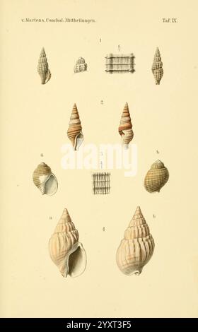 Conchologische Mittheilungen als Fortsetzung der Novitates conchologicae, bd 13, Cassell, T Fischer, 1880, conchiglie, molluschi, l'illustrazione presenta una serie di rappresentazioni dettagliate di varie conchiglie, sistematicamente disposte per lo studio. Ogni esemplare presenta caratteristiche distinte, tra cui forma, consistenza e motivi intricati. Le conchiglie sono numerate ed etichettate per un facile riferimento, con viste ravvicinate che rivelano le loro uniche spirali e creste. La meticolosa resa mette in evidenza la bellezza naturale e la diversità che si trovano nei molluschi marini, riflettendo sia l'osservazione scientifica che l'arte Foto Stock