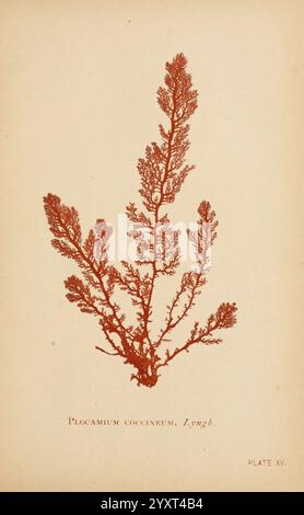 Sea Mosses, Boston, B. Whidden, 1893, Stati Uniti, alghe, Plocamium coccineum, Una dettagliata illustrazione botanica di *Plocamium coccineum*, che mostra le sue intricate fronde caratterizzate da delicati rami che si diffondono verso l'esterno. L'illustrazione mette in risalto i dettagli della struttura dell'impianto, evidenziando le texture e i motivi unici delle fronde. Sotto l'illustrazione, il nome scientifico è presentato chiaramente, accompagnato dalla denominazione ''Lynge''. La composizione complessiva è pulita e informativa, riflettendo lo studio della flora marina. Foto Stock