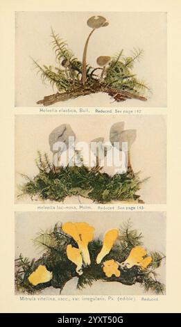 Il libro dei funghi. New York, 1901, funghi da cucina, funghi, l'esposizione mostra tre diverse specie di funghi, ognuna presentata in stile scientifico. La sezione superiore presenta Helvella elastica, caratterizzata dalla sua forma e consistenza distintive, incastonata tra delicati muschi verdi. La sezione centrale mette in evidenza Helvella lacunosa, con la sua struttura unica, anch'essa adagiata su uno sfondo di muschio lussureggiante, creando un habitat naturale. La sezione inferiore mostra la Mitrula vitellina, riconosciuta per i suoi colori gialli vibranti e le forme irregolari, che ne illustrano la natura commestibile. Ogni s Foto Stock