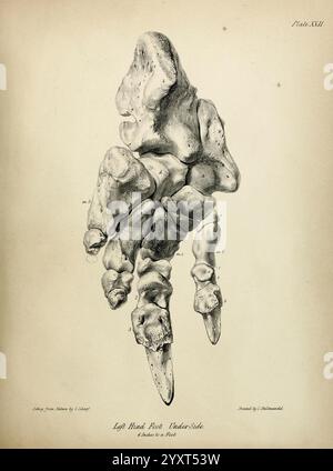 Descrizione dello scheletro di un gigantesco Sloth estinto, Mylodon robustus, Owen, con osservazioni sui quadrupedi megalaterioidi in generale, Londra, 1842., un'intricata illustrazione che mostra la struttura scheletrica di un piede posteriore sinistro, presentata dalla vista inferiore. Il disegno enfatizza le varie ossa e le loro forme uniche, comprese le dita dei piedi e i metatarsi, evidenziando con precisione i dettagli anatomici. L'arte dimostra precisione scientifica e qualità estetica, fornendo informazioni sulla morfologia del piede. Un titolo denominato ''Left Hind Foot, Under-Side'' i Foto Stock