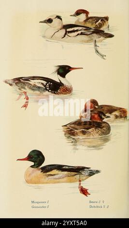 British Birds in their haunts London, Dutton 1922 Great Britain, Birds, Mergus merganser, Little grebe, Tachybaptus ruficollis, Mergus serrator Mergellus albellus, Smew, merganser comune, merganser dal petto rosso, Una collezione di uccelli acquatici illustrati in una scaletta, che mostra varie specie in un ambiente acquatico sereno. La rappresentazione mette in evidenza un merganser, un goosander, una macchia e un'anatra, ognuno con motivi di colore e piumaggio unici. Le illustrazioni sottolineano le caratteristiche distintive di ogni uccello, come il collo allungato del merganser e la testa elegante del goosander. Benea Foto Stock