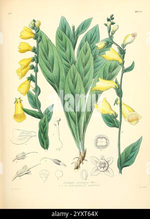 Icones florae Germanicae et Helveticae, simul Pedemontanae, Tirolensis, Istriacae, Dalmaticae, Austriacae, Hungaricae, Transylvanicae, Moravicae, Borussicae, Holsaticae, Belgicae, Hollandicae, ergo Mediae Europae. Lipsiae, F. Hofmeister 1834-1912. [v. 1, 1850], Europa, opere pittoriche, piante, l'illustrazione presenta uno studio botanico del digitalis cornutus, noto anche come foxglove cornuto. Mostra i sorprendenti fiori gialli della pianta, che pendono delicatamente in ammassi da steli sottili. Le foglie verdi vivaci mostrano una forma ampia e lanceolata, disposte in una rosetta alla base Foto Stock
