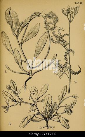 Die Pflanzenwelt Dalmatiens, Lipsia, W. Klinkhardt, 1911, Croazia, Dalmazia, piante, l'illustrazione mostra una collezione di disegni botanici con tre specie di piante distinte. Foto Stock