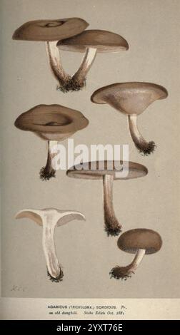 Illustrazioni di funghi britannici (Hymenomycetes), che fungono da atlante del "Manuale dei funghi britannici". London Williams e Norgate 1881-91. Funghi, Gran Bretagna, Un'illustrazione dettagliata che presenta vari tipi di funghi del genere Agaricus, in particolare la specie conosciuta come Agarius (Tricholoma) sordidus. La composizione mostra più esemplari con forme distintive, tra cui tappi che variano in larghezza e curvatura e stipes che mostrano differenze di altezza e spessore. Ogni fungo è meticolosamente rifinito per mettere in risalto texture e forma, mostrando la diversità all'interno di questo Foto Stock