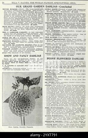 La meravigliosa nuova rosa Hoosier Beauty, Springfield, Ohio, Baines, [1918], fiori, rose, semi, cataloghi, piante ornamentali, bulbi, piante, cataloghi commerciali, industria e commercio dei semi, storie di giardini, in fiore, il testo contiene un articolo sulle dalie, che mette in evidenza vari tipi, come "Show Dahlia" e "Peony Flowered Dahlias". Comprende una sezione dedicata alla coltivazione e alle caratteristiche di questi fiori, che descrive le diverse varietà e il loro fascino estetico. Il pezzo enfatizza i consigli per il giardinaggio e mostra nomi specifici di dahlia come ''Daisy Peacock', mentre evoca un Foto Stock