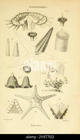 Histoire naturelle des zoophytes échinodermes, Parigi, Librairie encyclopédique de Roret, 1862, echinodermata, invertebrati, Museo di Zoologia comparata, questa illustrazione mostra una varietà di echinodermi, caratterizzati dalle loro caratteristiche anatomiche uniche. In cima, sono raffigurati diversi tipi di ricci di mare, che mostrano i loro esterni spinosi e forme distinte. Sotto di essi, sono disposti vari cetrioli marini e stelle marine, evidenziandone le varie consistenze e forme. Ogni campione è meticolosamente etichettato con i numeri corrispondenti, fornendo un riferimento alla loro classificazione specifica W Foto Stock