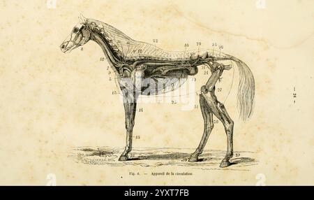 La connaissance générale du cheval, atlas, Parigi, Didot, 1861, cavalli, tassonomia: trinomial= Equus ferus caballus, un'intricata illustrazione anatomica di un cavallo, che mostra un'etichettatura dettagliata delle sue strutture interne. Il diagramma evidenzia varie parti dell'anatomia del cavallo, tra cui muscoli, ossa e organi, numerati come riferimento. Caratteristiche chiave come il cuore, i polmoni e il sistema scheletrico sono chiaramente delineati, fornendo una panoramica educativa della fisiologia equina. La resa artistica cattura l'eleganza del cavallo, sottolineandone le complessità biologiche, rendendolo un valu Foto Stock