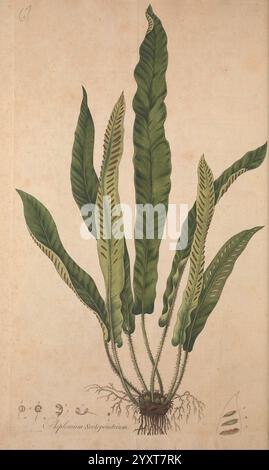 Flora Londinensis, o Plates e descrizioni di piante come Grow Wild nei dintorni di Londra, Londra, stampato e venduto dall'autore e B. White, 1777, England, London, Botany, un'illustrazione botanica che mostra il **Asplenium nidus**, comunemente noto come felce nido dell'uccello. L'immagine presenta foglie lucide e allungate che si irradiano da una rosetta centrale, mostrando una ricca tonalità verde. Ogni foglia ha un bordo ondulato e venature parallele che aggiungono consistenza alla composizione. Sotto le foglie sono raffigurate delicate radici che ancorano la pianta. Sotto l'illustrazione principale, botanica Foto Stock