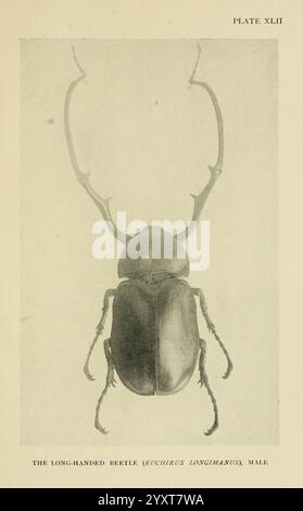 Insect Life London A. & C. Black, Ltd, 1921 Entomology Laboratory Manuals Arthropoda arthropod Euchirus longimanus, Un'illustrazione dettagliata del coleottero a mano lunga, scientificamente chiamato *Buchirus longimanus*, che mostra le sue caratteristiche distintive. Il coleottero è presentato dall'alto verso il basso, evidenziando le sue antenne allungate e la robusta struttura della carrozzeria. Gli intricati dettagli enfatizzano la consistenza dell'esoscheletro e la forma distintiva delle gambe, che sono ben adattate per il suo ambiente. Questa rappresentazione funge da riferimento informativo per entomologi e appassionati, c Foto Stock