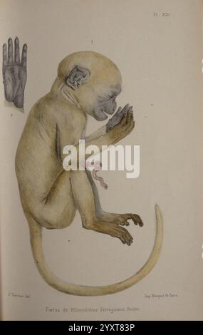 Faune de la Sénégambie, Parigi, O. doin, 1883-1887, Africa, Senegambia, Zoologia, Un'illustrazione dettagliata raffigura una figura snella e arricciata di un giovane primate, che mostra le caratteristiche anatomiche e la struttura del suo corpo. Il rendering della creatura è incentrato sulla consistenza della pelliccia, sulle proporzioni degli arti e sulle caratteristiche del viso. Una mano è ben visibile accanto, sottolineando la struttura scheletrica e muscolare del primate. L'immagine fornisce una prospettiva scientifica sulla sua anatomia, contribuendo alla comprensione dello sviluppo del primato. Foto Stock