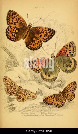 La storia naturale delle farfalle britanniche Dublin, S. Highley, 1840., Una collezione di farfalle splendidamente illustrate che mostrano i loro motivi intricati e i colori vivaci. La farfalla superiore presenta audaci ali arancioni adornate da impressionanti macchie nere, indicativo di una specie che prospera in ambienti diversi. Sotto, un'altra farfalla vanta una delicata tonalità verde chiaro con sottili accenti blu e punti accattivanti, che illustrano la diversità all'interno delle specie di farfalla. Ogni farfalla è accuratamente dettagliata, evidenziando le sue caratteristiche morfologiche uniche e il fogliame naturale Foto Stock